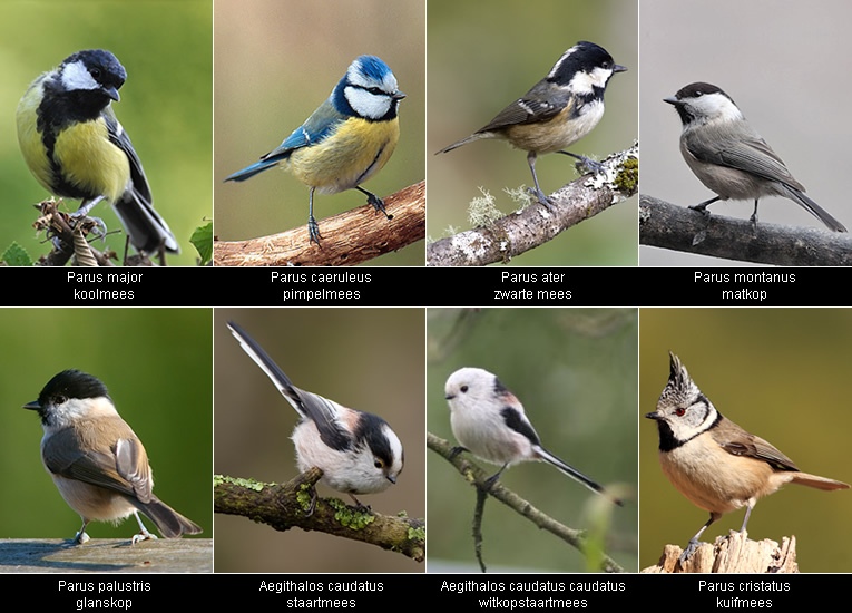 Quelles sont les espèces de mésanges au jardin? Matelma